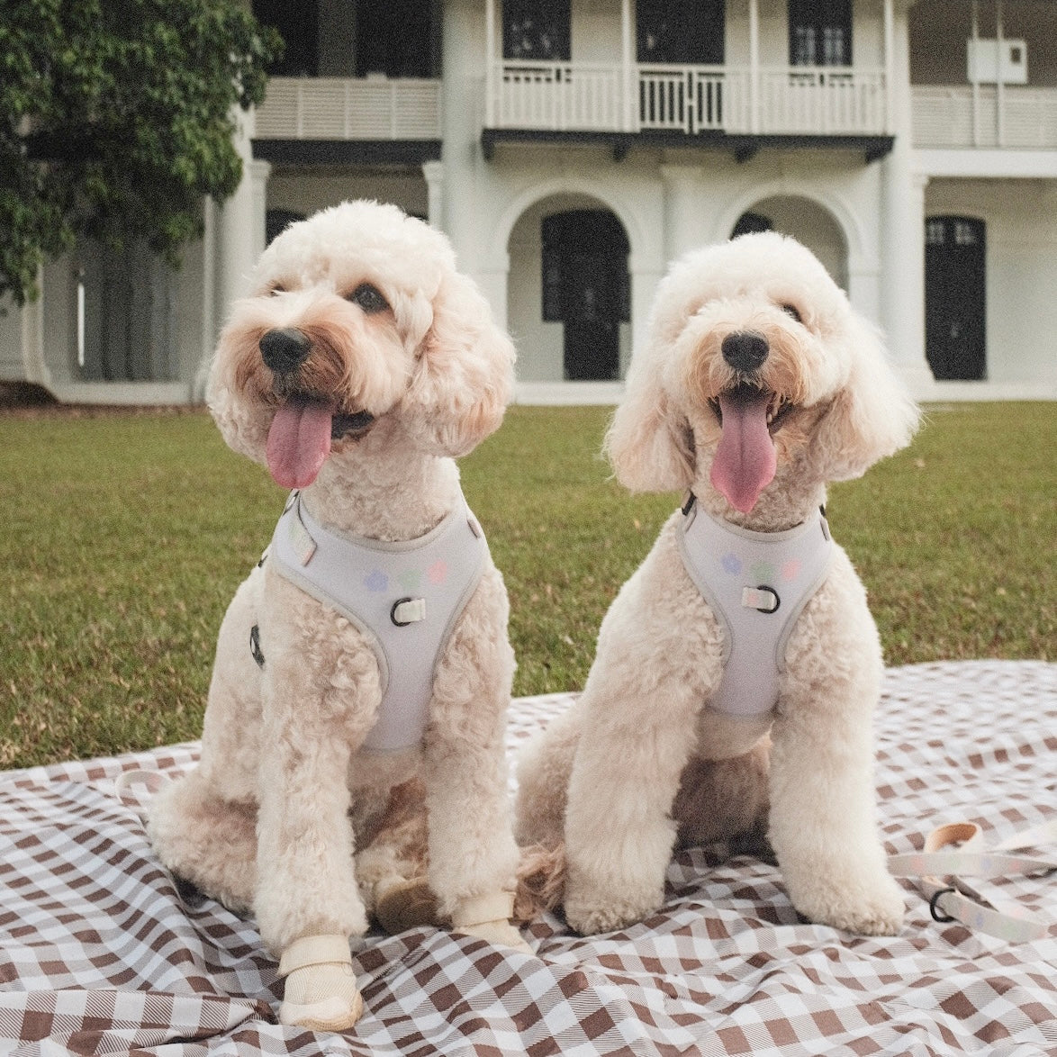 [GRADE B] Daisy Harness